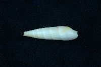 藏品(問題筍螺)的圖片